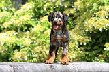 BEAUCERON - PUPPIES 263